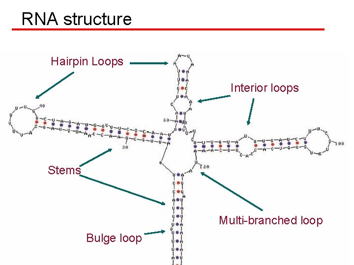 RNA structure Hairpin Loops Interior loops Stems Multi-branched loop Bulge loop 