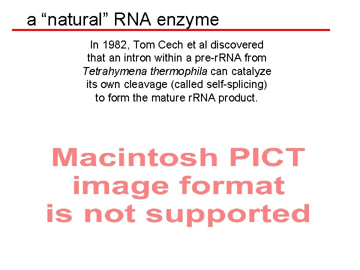 a “natural” RNA enzyme In 1982, Tom Cech et al discovered that an intron