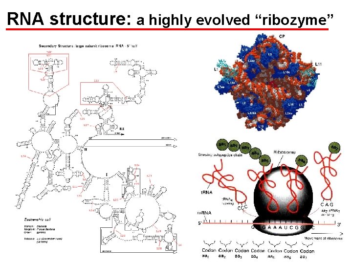 RNA structure: a highly evolved “ribozyme” 