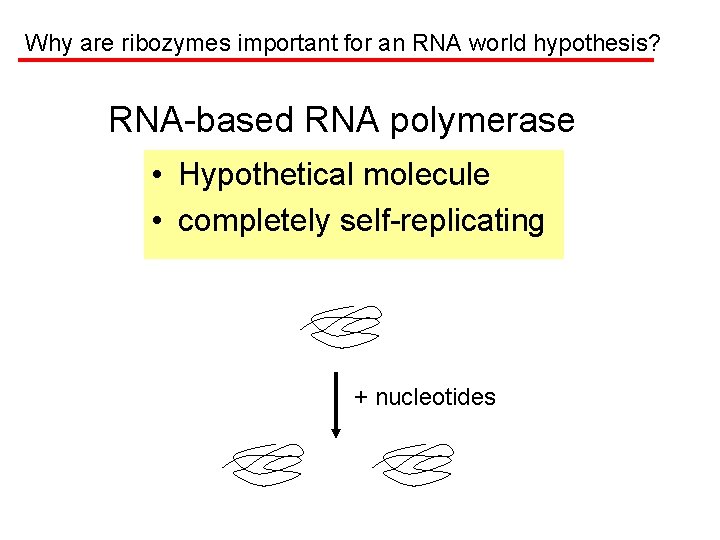 Why are ribozymes important for an RNA world hypothesis? RNA-based RNA polymerase • Hypothetical