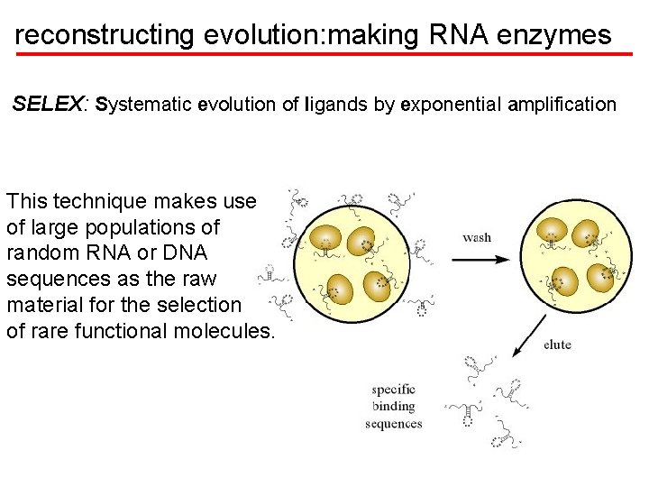 reconstructing evolution: making RNA enzymes SELEX: Systematic evolution of ligands by exponential amplification This