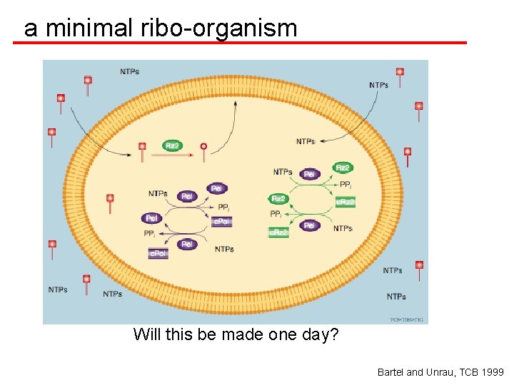 a minimal ribo-organism Will this be made one day? Bartel and Unrau, TCB 1999