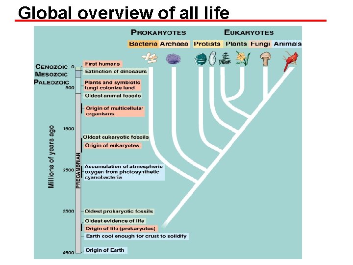 Global overview of all life 