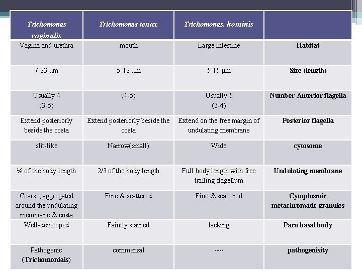 Trichomonas tenax Trichomonas. hominis Vagina and urethra mouth Large intestine Habitat 7 -23 μm