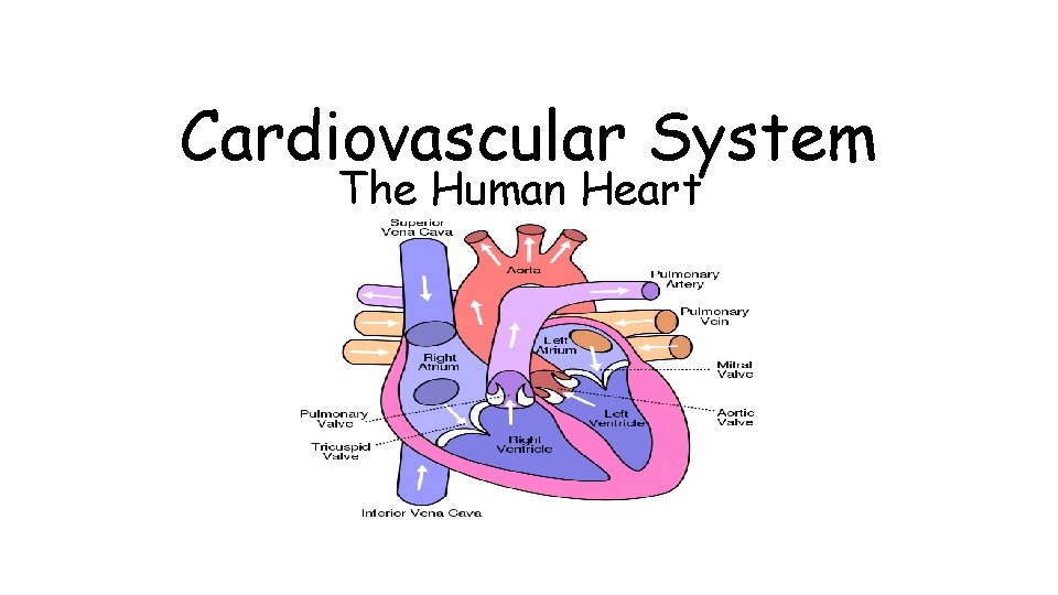 Cardiovascular System The Human Heart 
