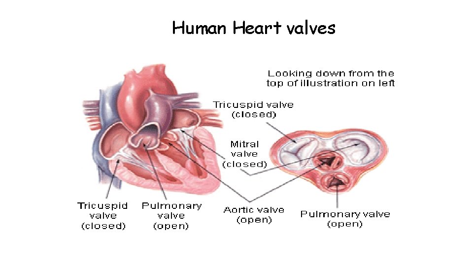 Human Heart valves 