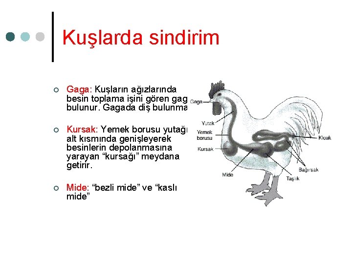Kuşlarda sindirim ¢ Gaga: Kuşların ağızlarında besin toplama işini gören gaga bulunur. Gagada diş Kuşlarda sindirim ¢ Gaga: Kuşların ağızlarında besin toplama işini gören gaga bulunur. Gagada diş