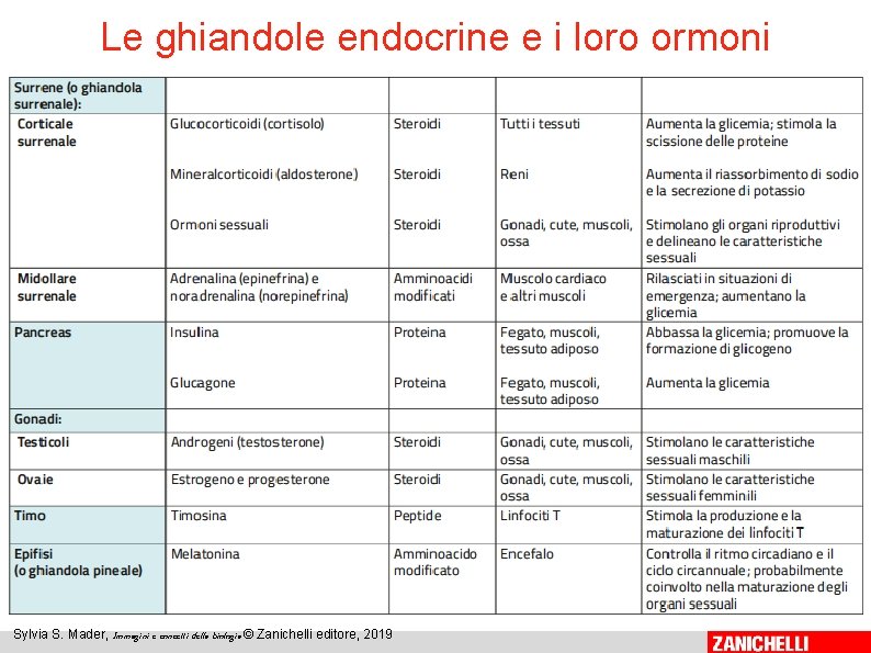 Le ghiandole endocrine e i loro ormoni 10 Sylvia S. Mader, Immagini e concetti