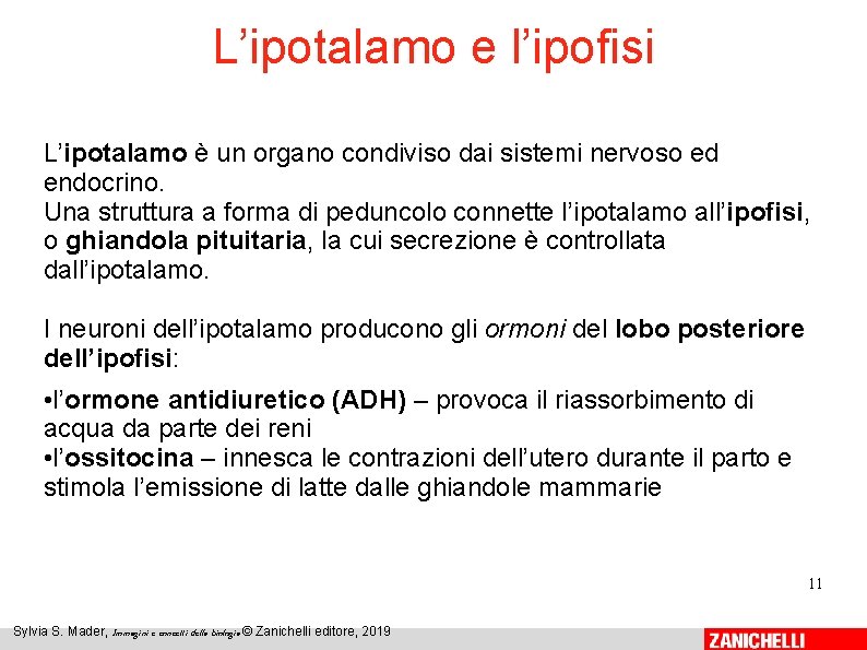 L’ipotalamo e l’ipofisi L’ipotalamo è un organo condiviso dai sistemi nervoso ed endocrino. Una