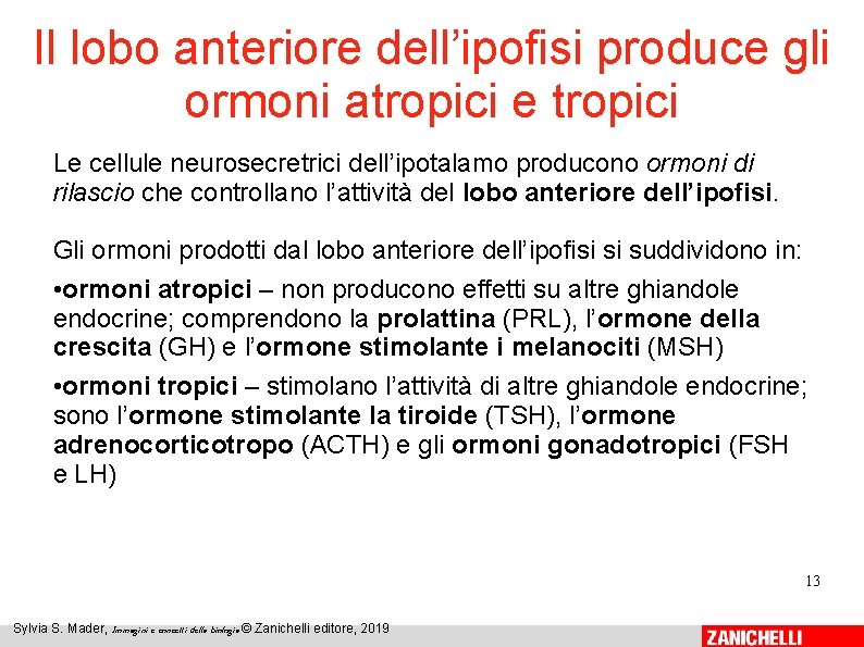 Il lobo anteriore dell’ipofisi produce gli ormoni atropici e tropici Le cellule neurosecretrici dell’ipotalamo