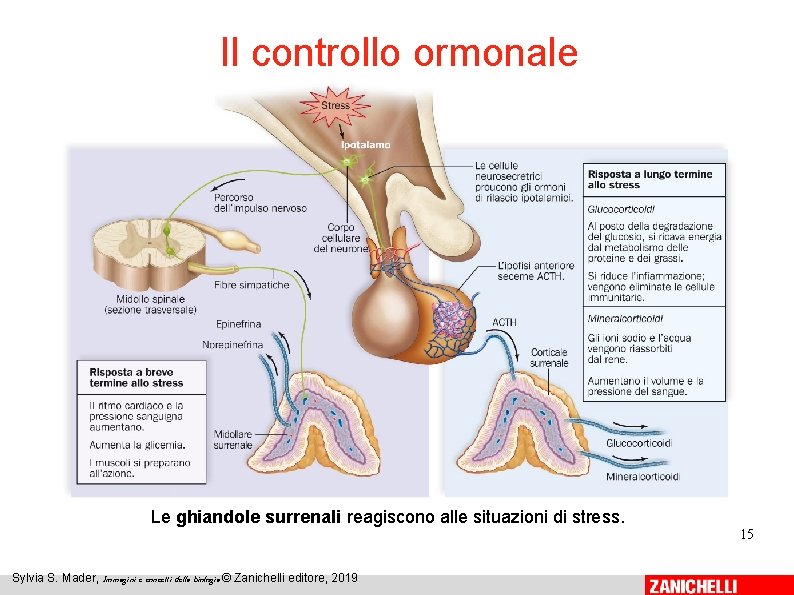 Il controllo ormonale Le ghiandole surrenali reagiscono alle situazioni di stress. Sylvia S. Mader,