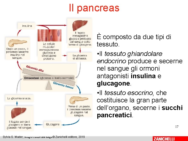 Il pancreas È composto da due tipi di tessuto. • Il tessuto ghiandolare endocrino