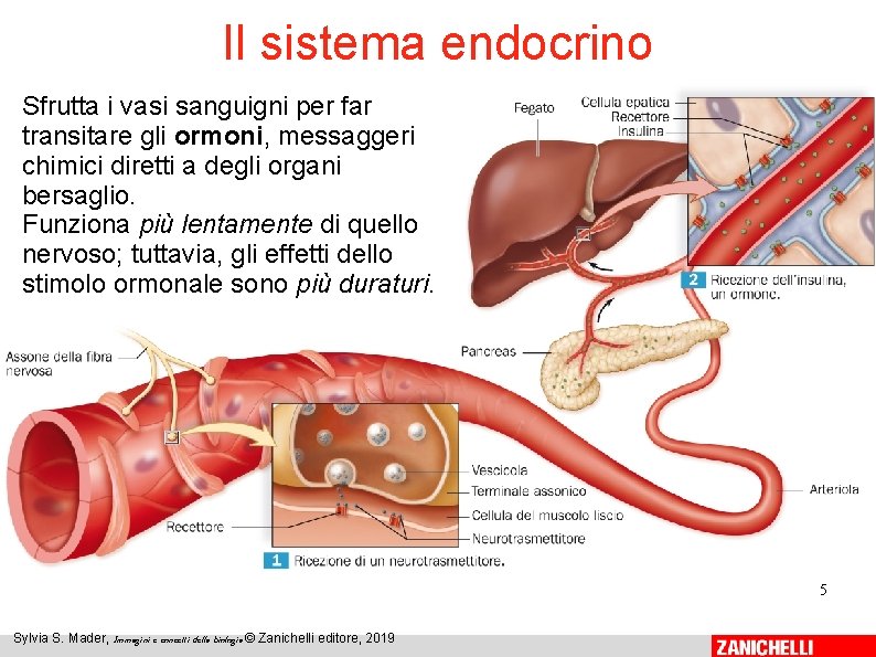 Il sistema endocrino Sfrutta i vasi sanguigni per far transitare gli ormoni, messaggeri chimici