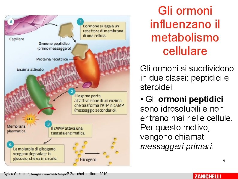 Gli ormoni influenzano il metabolismo cellulare Gli ormoni si suddividono in due classi: peptidici