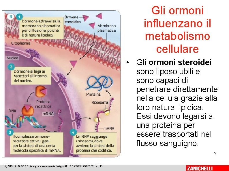 Gli ormoni influenzano il metabolismo cellulare • Gli ormoni steroidei sono liposolubili e sono