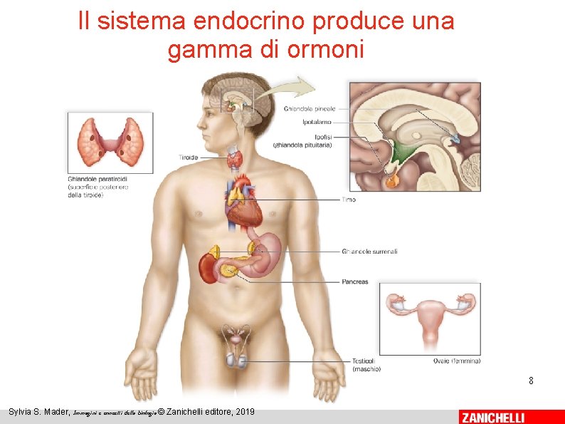 Il sistema endocrino produce una gamma di ormoni 8 Sylvia S. Mader, Immagini e