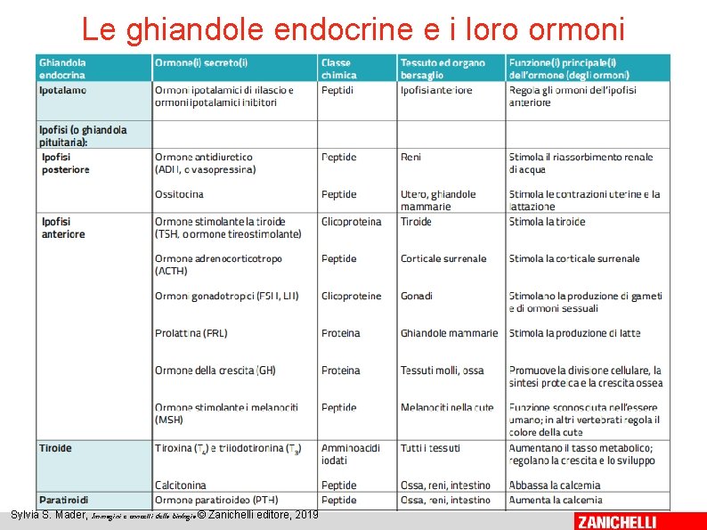 Le ghiandole endocrine e i loro ormoni 9 Sylvia S. Mader, Immagini e concetti