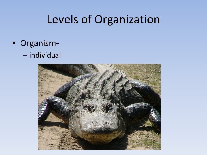 Levels of Organization • Organism– individual 