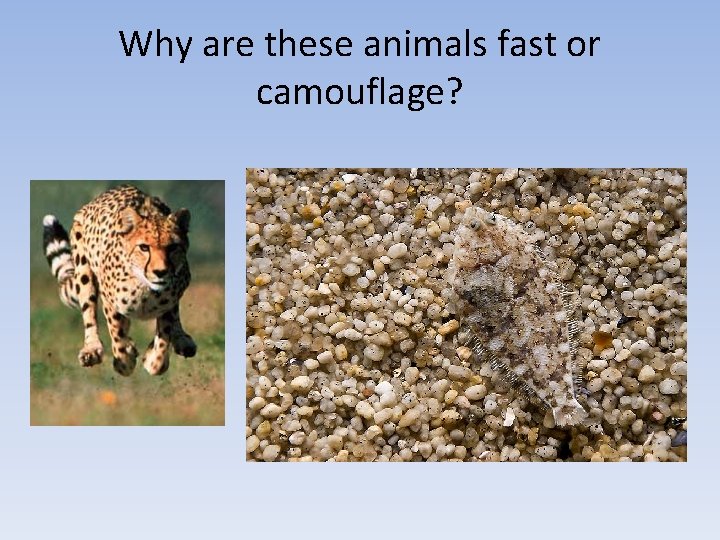 Why are these animals fast or camouflage? 