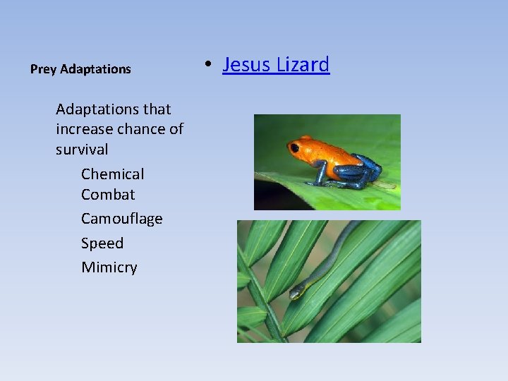 Prey Adaptations that increase chance of survival Chemical Combat Camouflage Speed Mimicry • Jesus