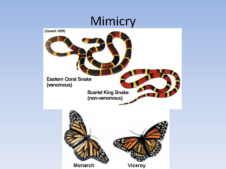 Mimicry 