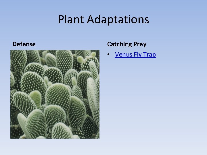 Plant Adaptations Defense Catching Prey • Venus Fly Trap 