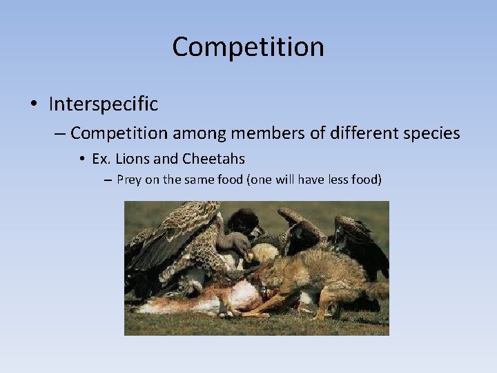 Competition • Interspecific – Competition among members of different species • Ex. Lions and