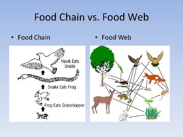 Food Chain vs. Food Web • Food Chain • Food Web 