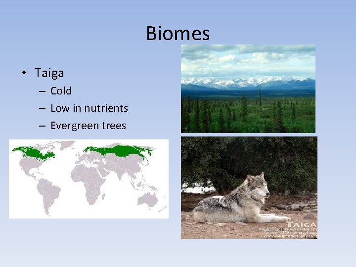 Biomes • Taiga – Cold – Low in nutrients – Evergreen trees 