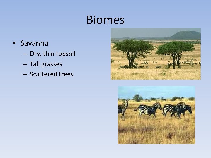 Biomes • Savanna – Dry, thin topsoil – Tall grasses – Scattered trees 