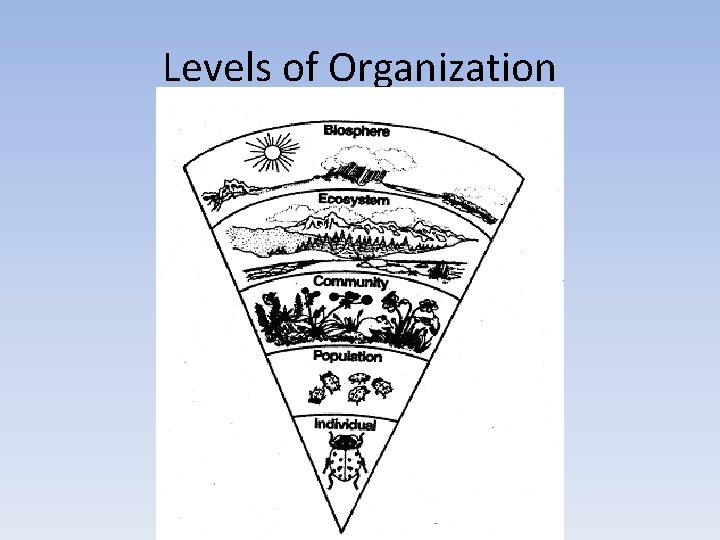 Levels of Organization 