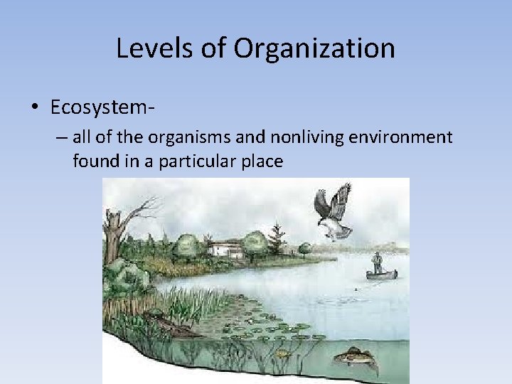 Levels of Organization • Ecosystem– all of the organisms and nonliving environment found in