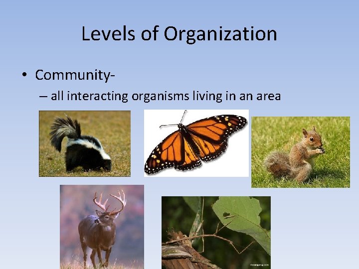 Levels of Organization • Community– all interacting organisms living in an area 