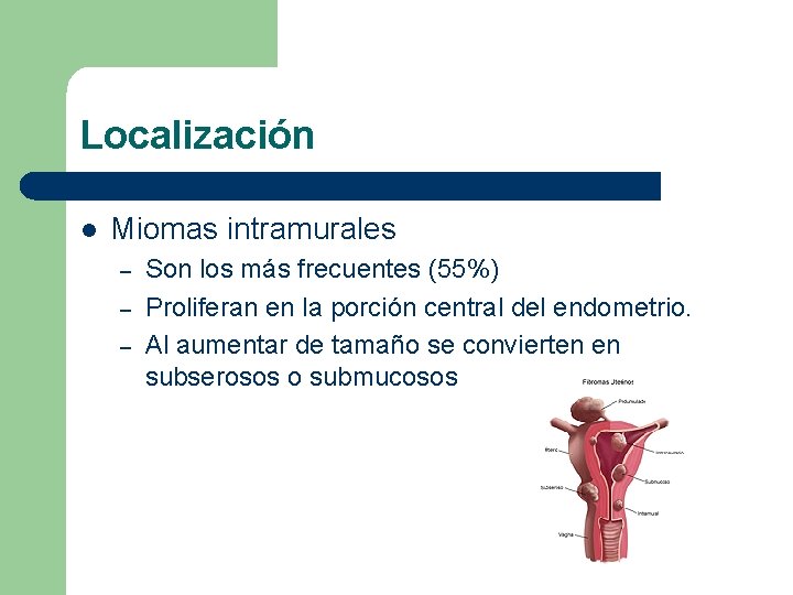Localización l Miomas intramurales – – – Son los más frecuentes (55%) Proliferan en