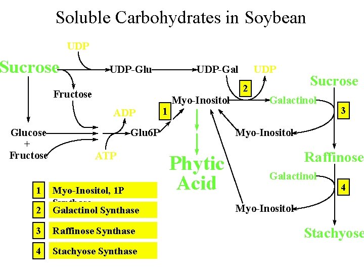 Soluble Carbohydrates in Soybean UDP Sucrose UDP-Glu UDP-Gal 2 Fructose ADP Glucose + Fructose