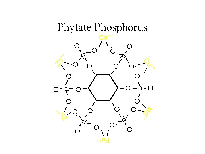 Phytate Phosphorus Ca++ O - O ++ Zn O P O- O O M