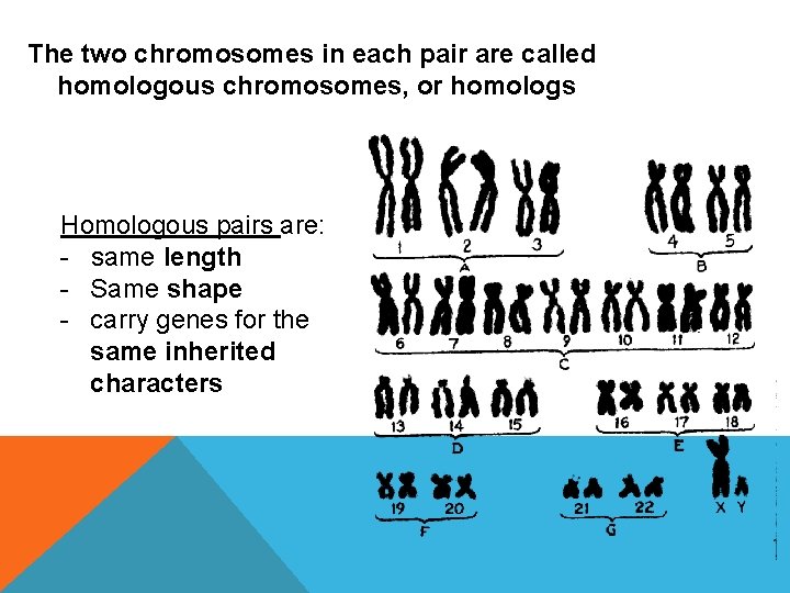 The two chromosomes in each pair are called homologous chromosomes, or homologs Homologous pairs