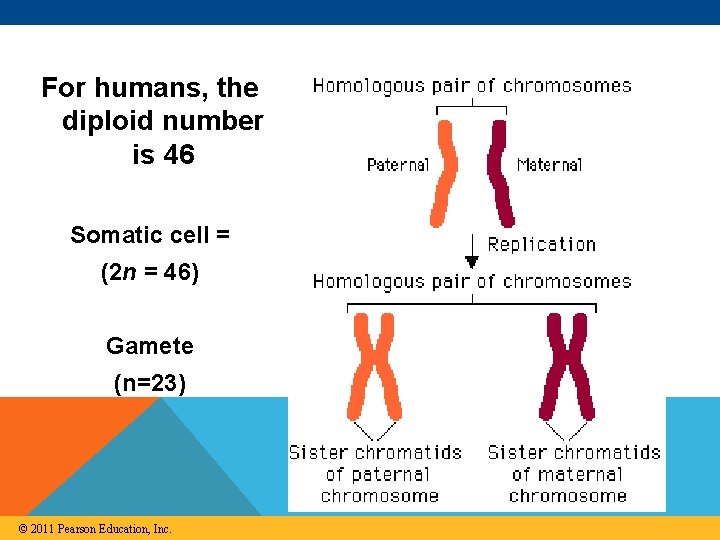 For humans, the diploid number is 46 Somatic cell = (2 n = 46)