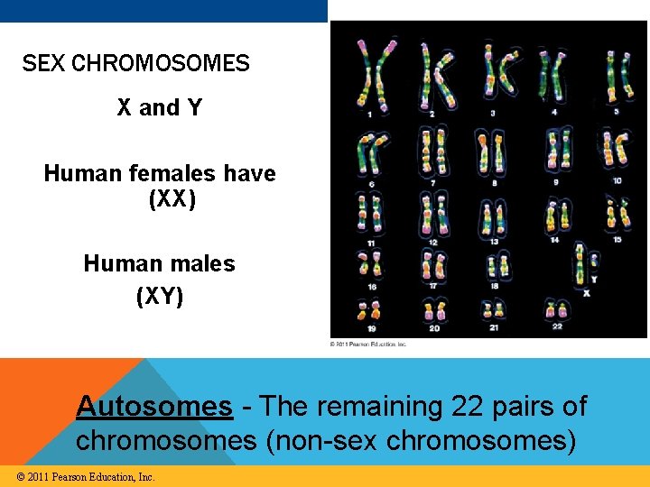 SEX CHROMOSOMES X and Y Human females have (XX) Human males (XY) Autosomes -