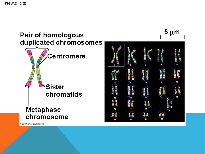 FIGURE 13. 3 B Pair of homologous duplicated chromosomes Centromere Sister chromatids Metaphase chromosome