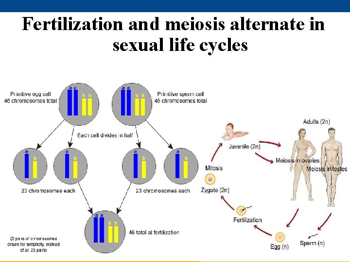 Fertilization and meiosis alternate in sexual life cycles © 2011 Pearson Education, Inc. 