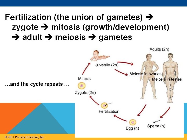 Fertilization (the union of gametes) zygote mitosis (growth/development) adult meiosis gametes …and the cycle