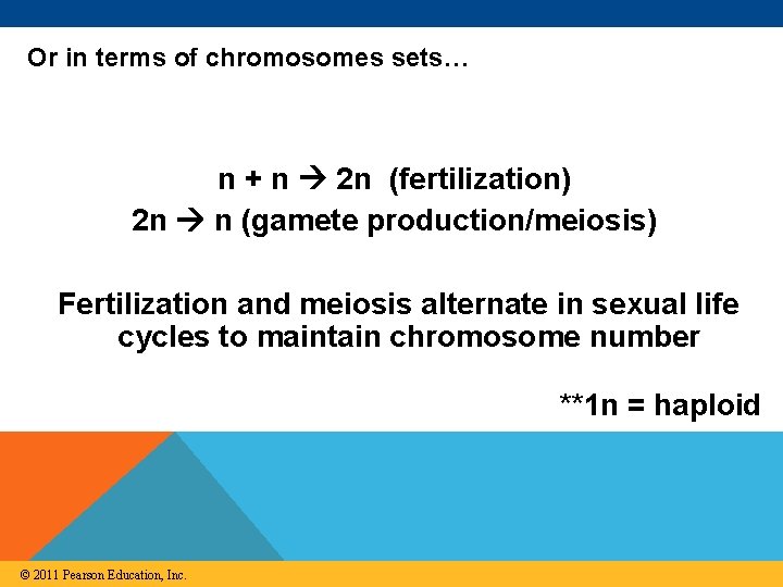 Or in terms of chromosomes sets… n + n 2 n (fertilization) 2 n