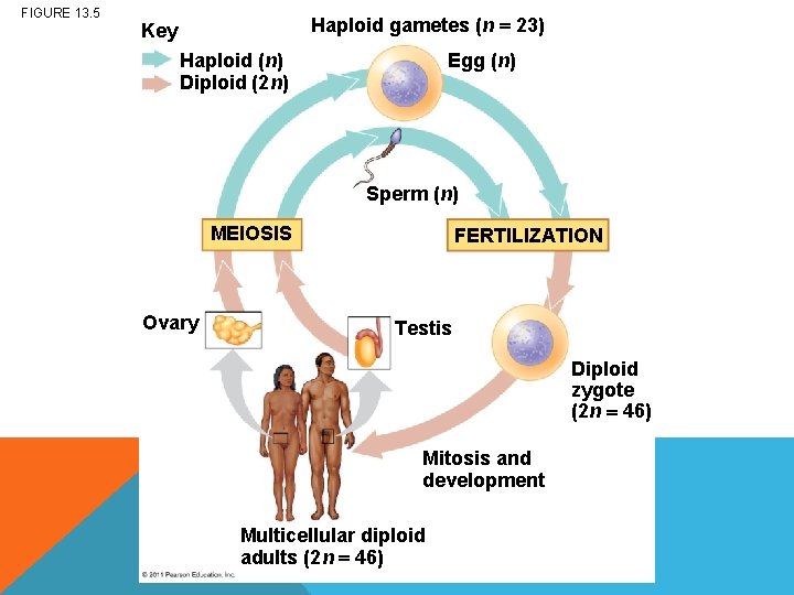 FIGURE 13. 5 Haploid gametes (n 23) Key Haploid (n) Diploid (2 n) Egg