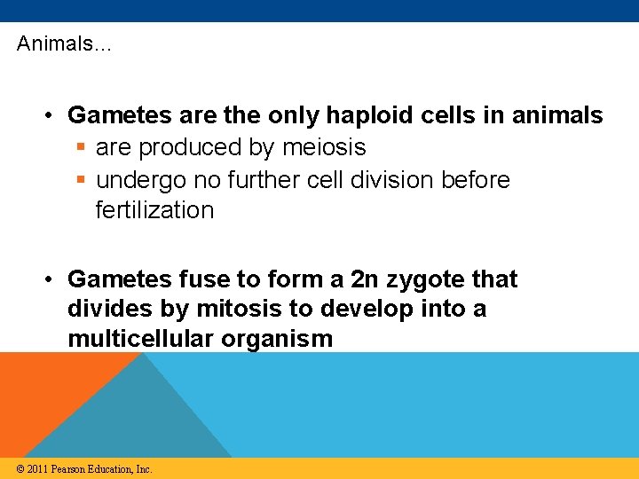 Animals… • Gametes are the only haploid cells in animals § are produced by