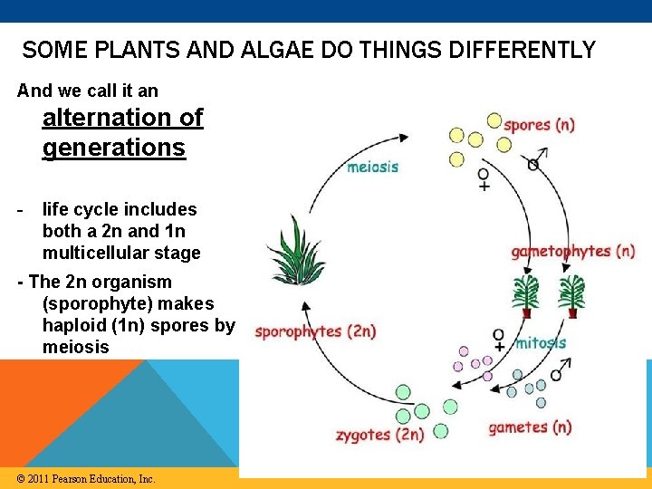 SOME PLANTS AND ALGAE DO THINGS DIFFERENTLY And we call it an alternation of