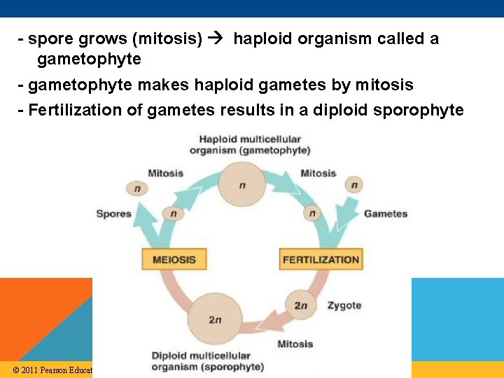 - spore grows (mitosis) haploid organism called a gametophyte - gametophyte makes haploid gametes