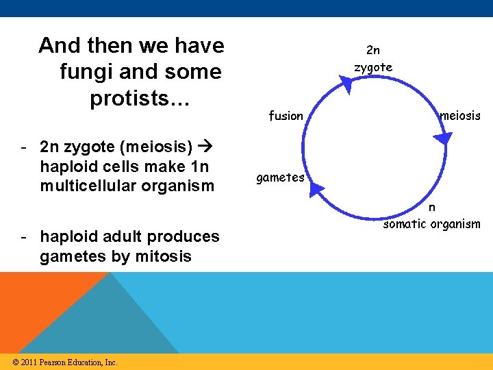 And then we have fungi and some protists… - 2 n zygote (meiosis) haploid