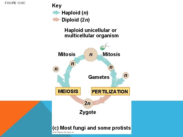 FIGURE 13. 6 C Key Haploid (n) Diploid (2 n) Haploid unicellular or multicellular