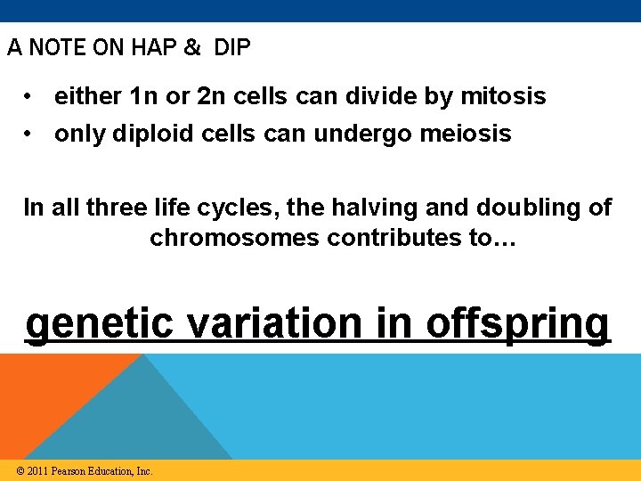 A NOTE ON HAP & DIP • either 1 n or 2 n cells